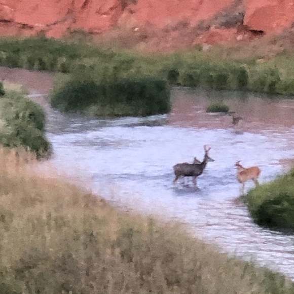 Meet your Posher, Casey - Picture 1 of 1